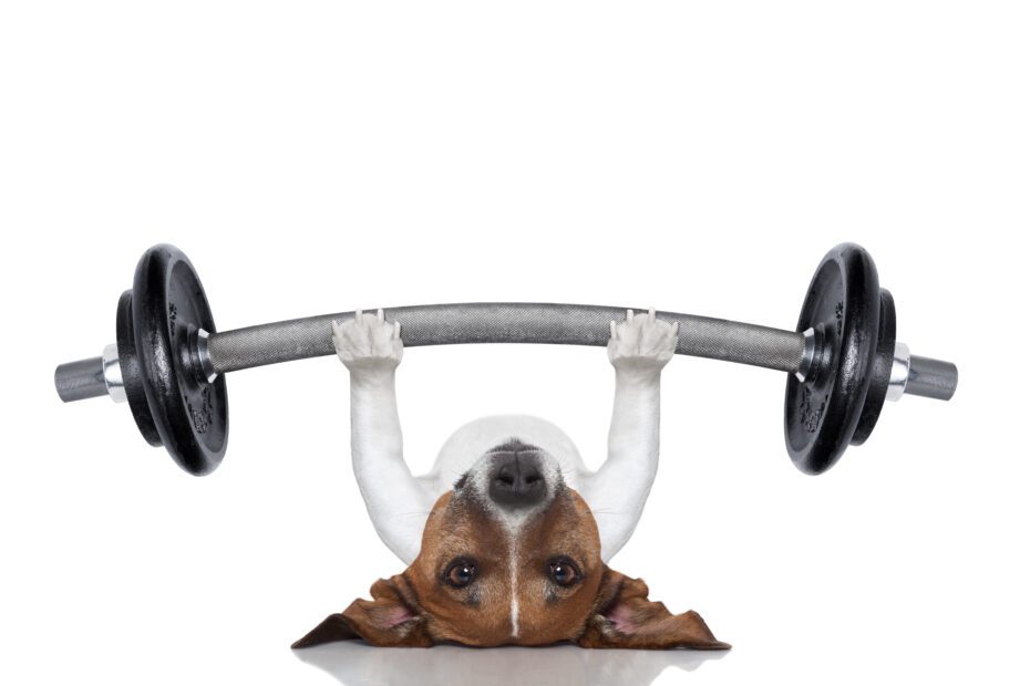 Weight Training programs at The Reinge Clinic Kenilworth, Leamington, Warwick, Solihull, Rugby