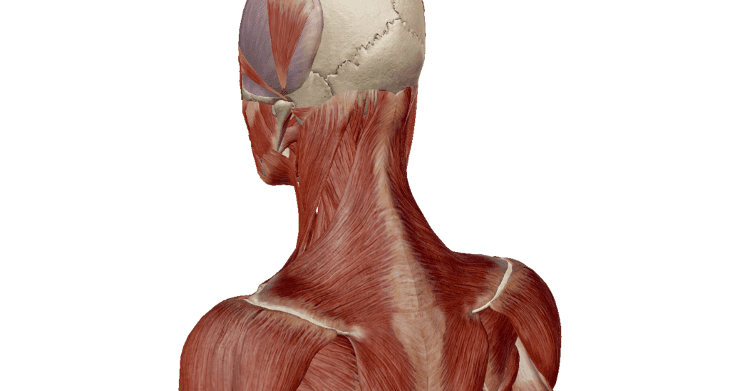 Neck and Shoulder pain from desk use. Treatment in Kenilworth, Leamington Spa and Warwick